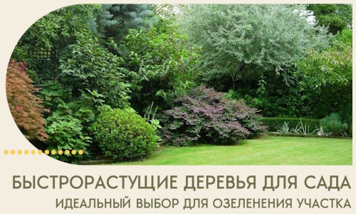 Быстрорастущие деревья для сада идеальный выбор в Салавате